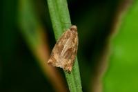 Archips crataegana