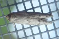 Blastobasis