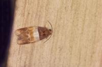 Epinotia festivana