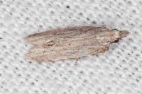 Anarsia