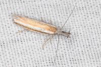 Pleurota aristella