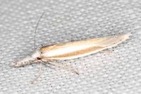 Pleurota aristella