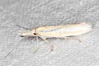 Pleurota honorella/tabelli
