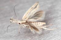 Pleurota honorella/tabelli