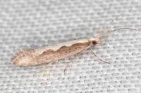 Plutella xylostella