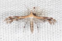 Stangeia siceliota