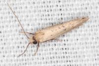 Myrmecozela ataxella