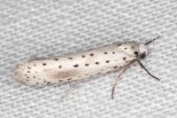 Yponomeuta irrorella