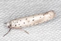 Yponomeuta irrorella