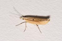 Ypsolopha nemorella