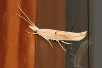 Ypsolopha nemorella