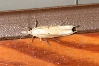 Ypsolopha nemorella