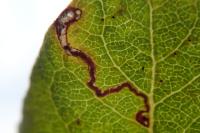 Stigmella salicis
