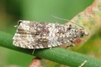 Celypha lacunana