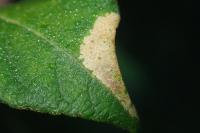 Phyllonorycter salictella