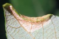 Phyllonorycter salictella