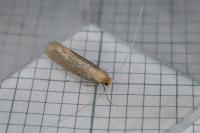 Nematopogon