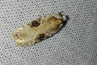 Agonopterix alstroemeriana