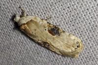 Agonopterix alstroemeriana