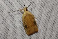 Agonopterix nervosa