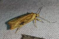 Agonopterix nervosa