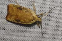 Agonopterix nervosa