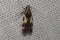 Teleiodes luculella