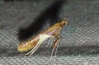Caloptilia stigmatella