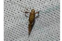 Caloptilia stigmatella