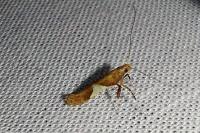 Caloptilia stigmatella
