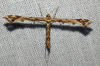 Amblyptilia acanthadactyla