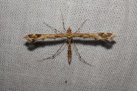 Amblyptilia acanthadactyla