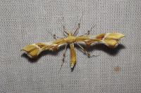 Cnaemidophorus rhododactylus