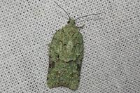 Acleris literana