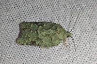 Acleris literana