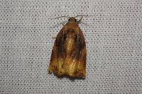 Archips podana
