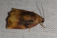 Archips podana