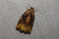 Archips podana