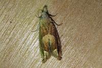 Eucosma conterminana