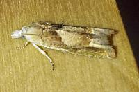 Eucosma conterminana