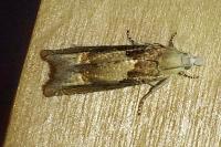 Eucosma conterminana