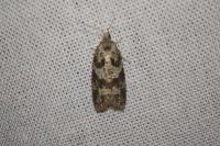 Cnephasia