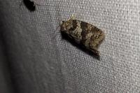 Cnephasia