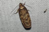Depressaria