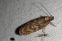 Depressaria