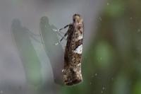 Acrolepiopsis assectella