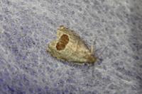 Notocelia uddmanniana