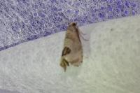 Notocelia uddmanniana