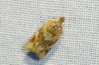 Argyrotaenia ljungiana