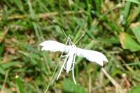 Pterophorus pentadactylus
